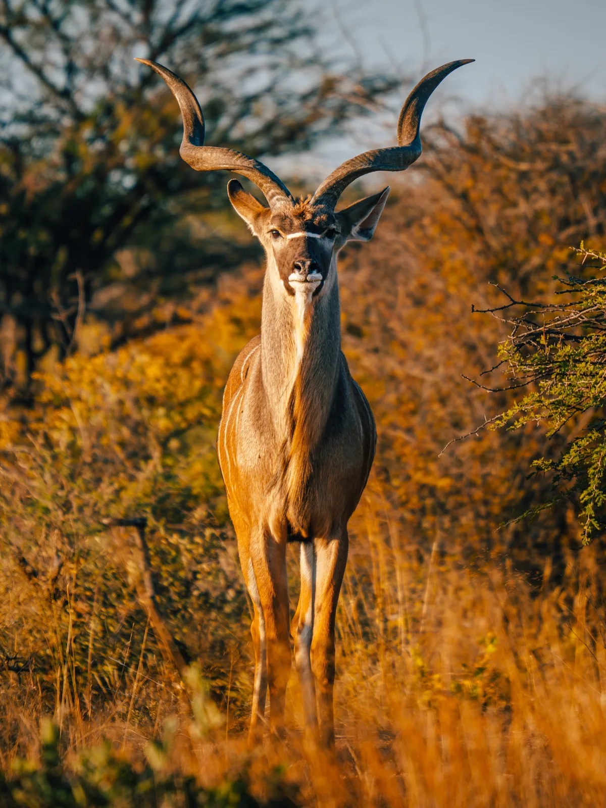 Jan Oelofse Hunting Safaris