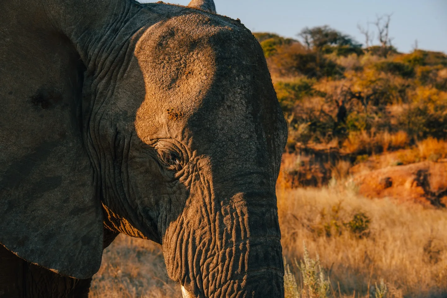 Jan Oelofse Hunting Safaris