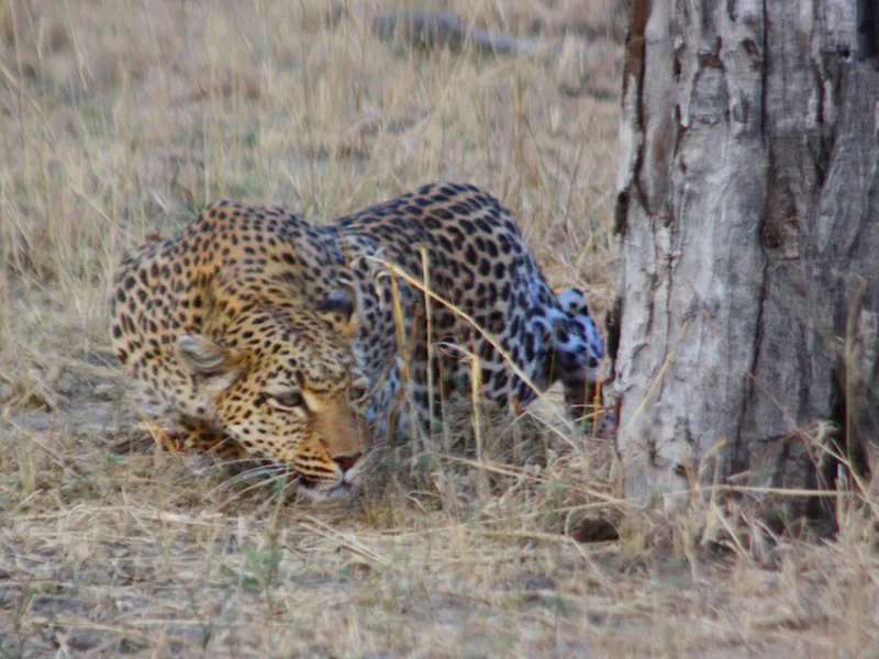 Khomas Highland Hunting Safaris