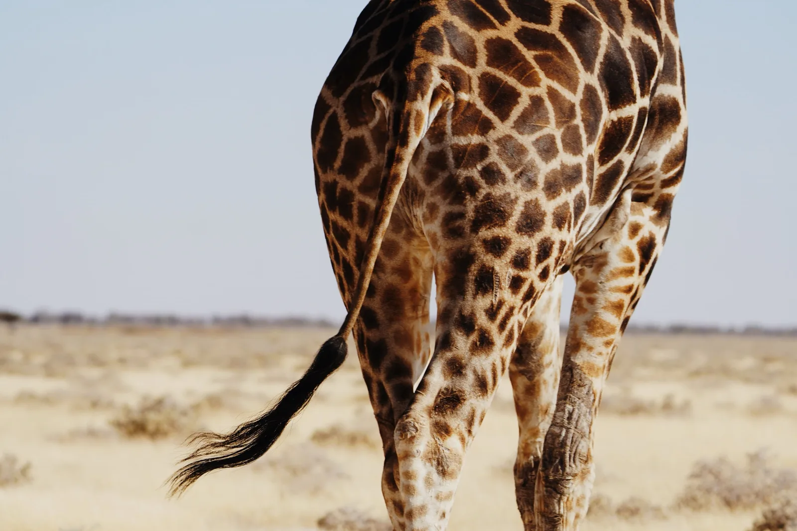 Khomas Highland Hunting Safaris