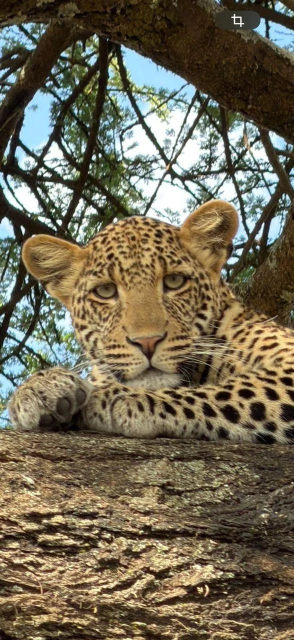 Kiboko Hunting Safari Ltd