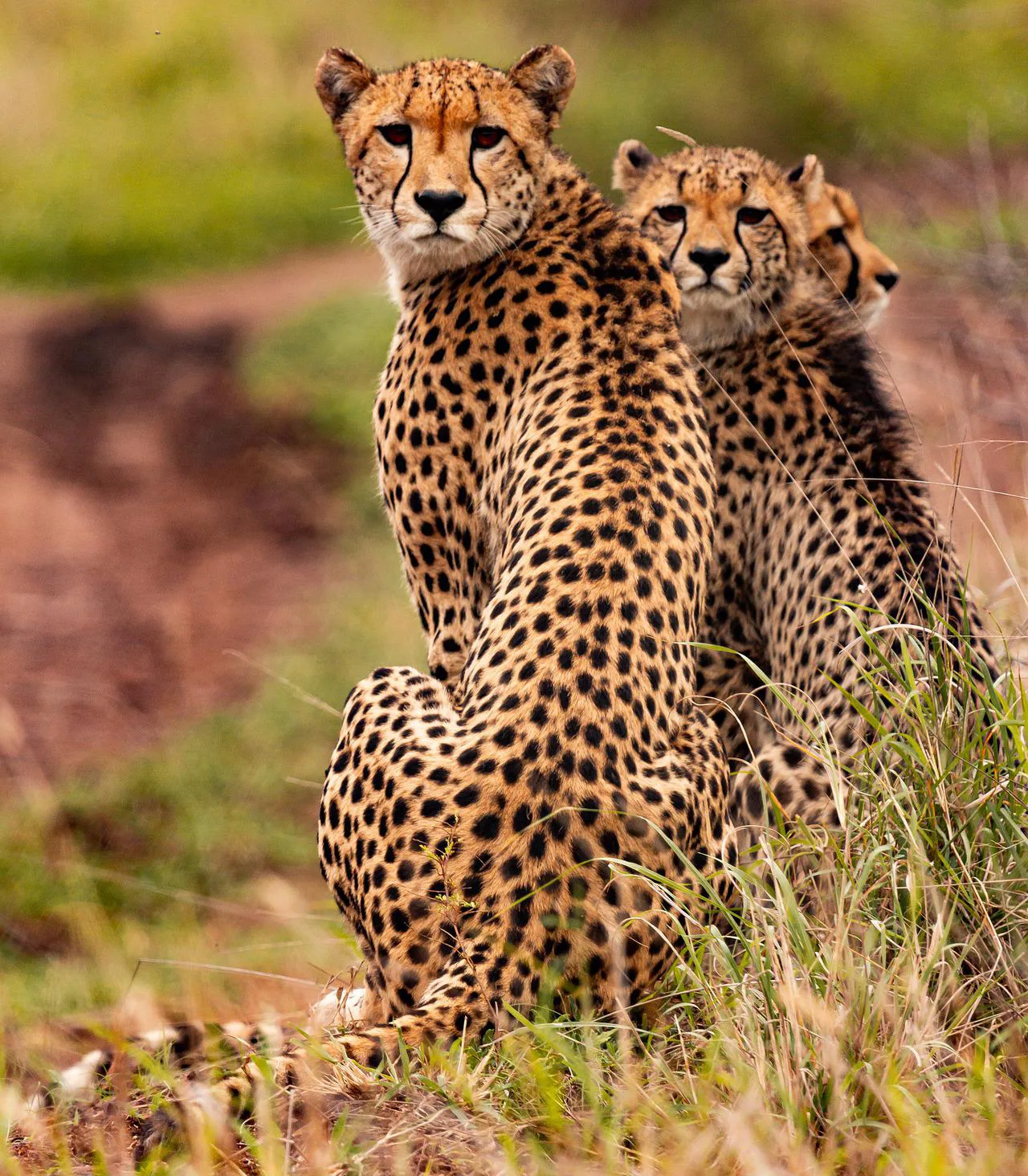 Kiboko Hunting Safari Ltd