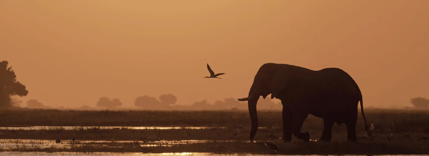 Kilombero-North-Safaris-elephant-sunset_