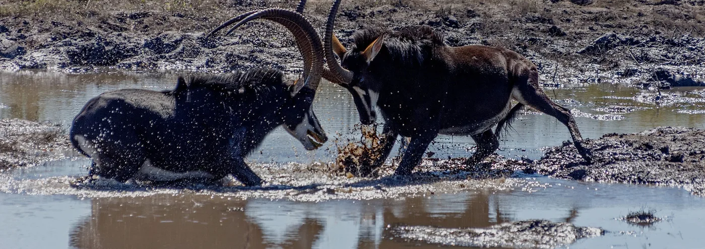 Kilombero-North-Safaris-sables_edited.jp