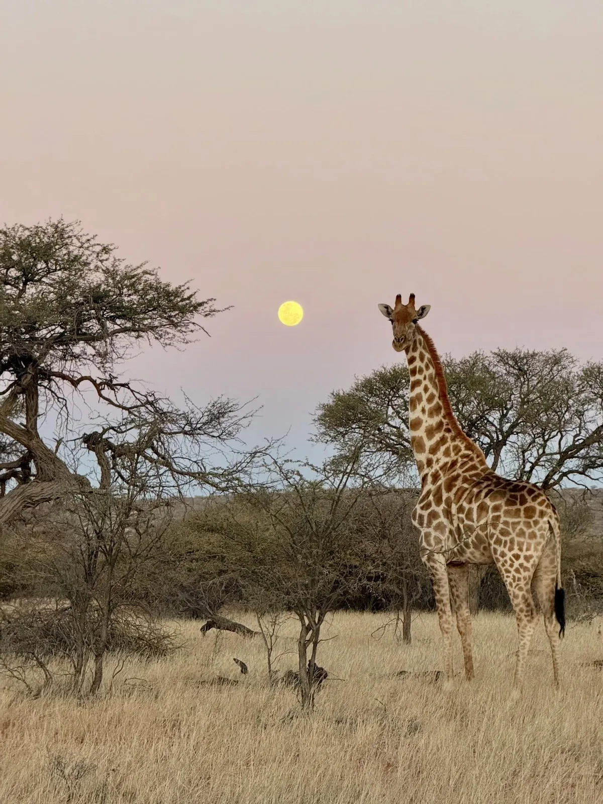 Kowas Adventure Safaris