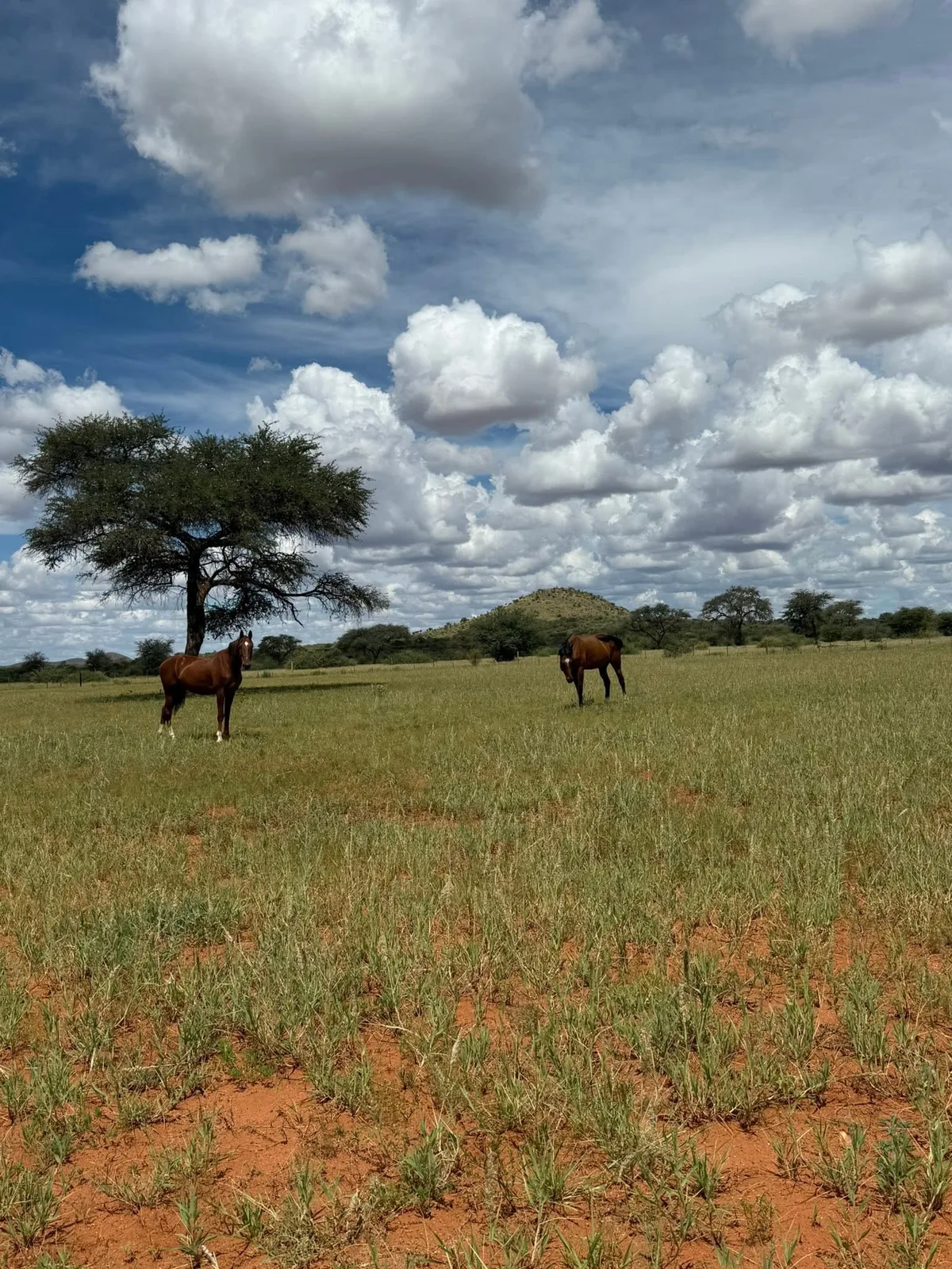 Ibenstein Hunting Safaris