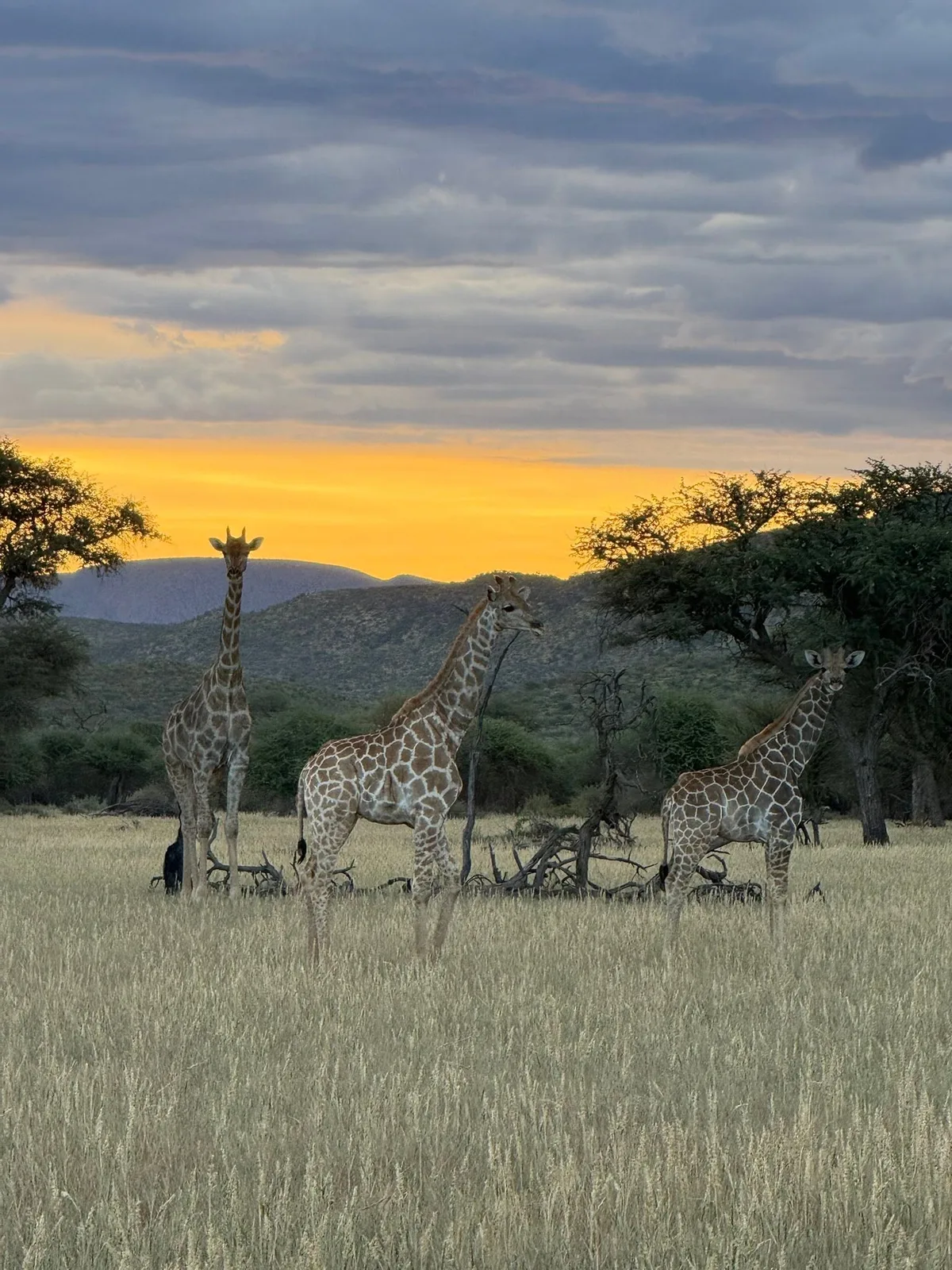 Ibenstein Hunting Safaris