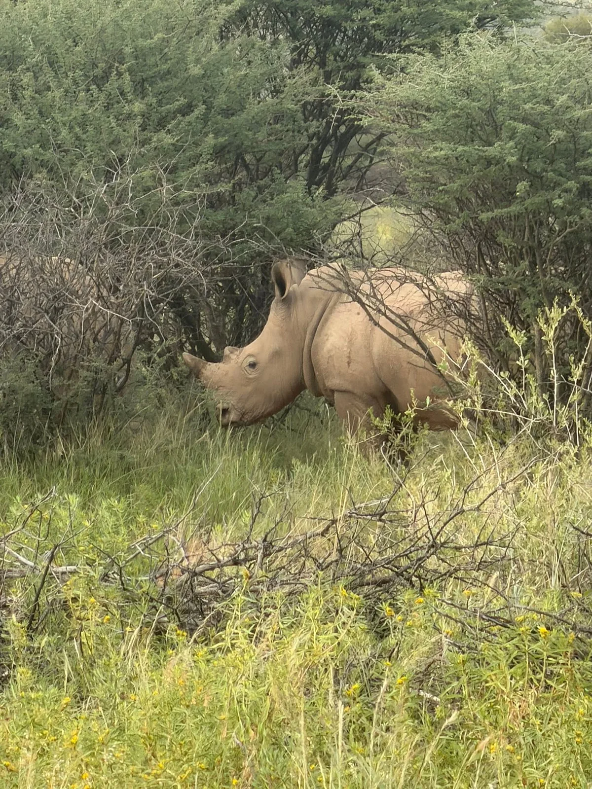 Ibenstein Hunting Safaris