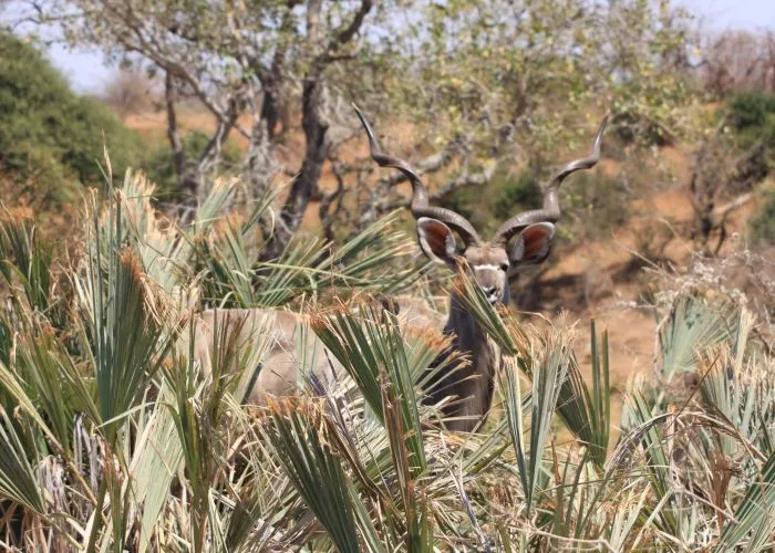 Kwalata Safaris