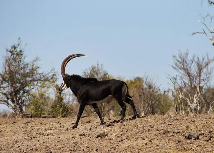 Kwalata Safaris