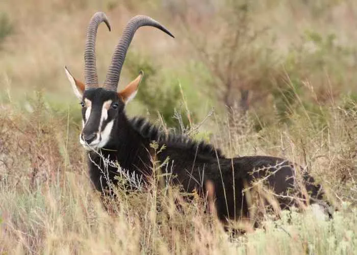 Kwalata Safaris
