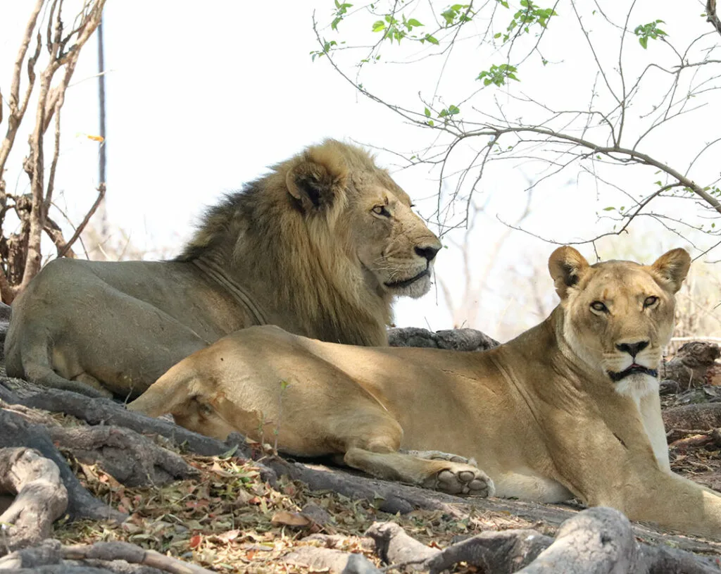 Leopard Legend Hunting Safaris