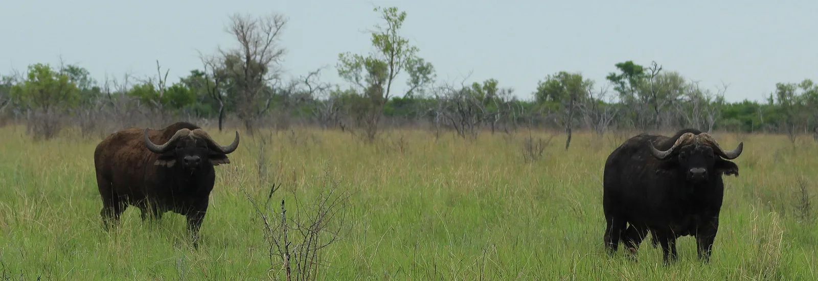 Cape Buffalo Hunt with Likhulu Safaris
