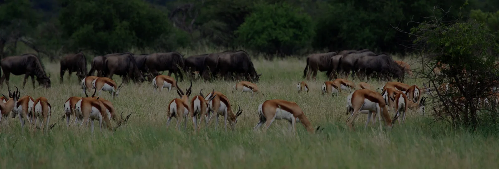 Lindile Safaris