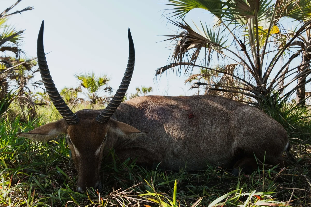 Mahimba Safaris
