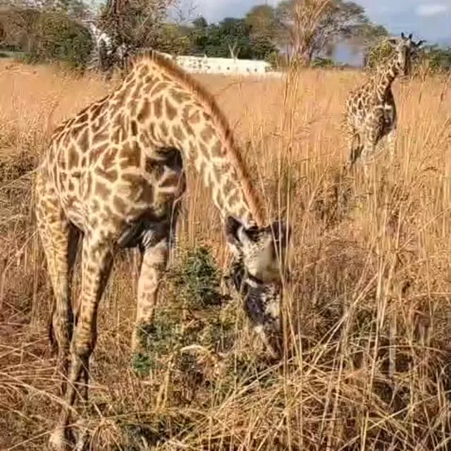 Melami Hunting Safaris Ltd