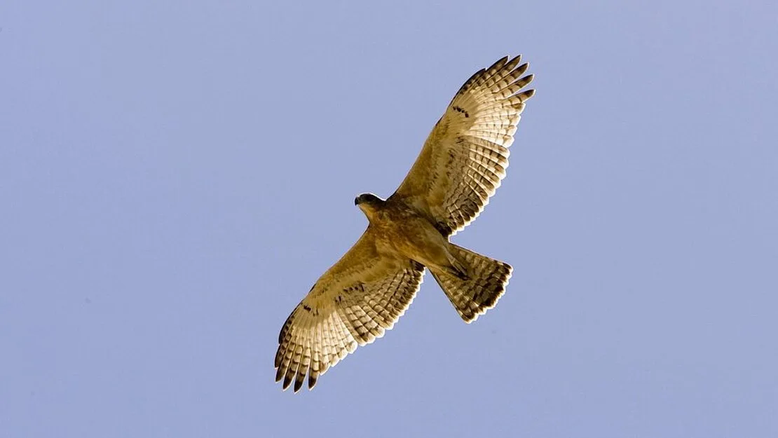 top_about_falcon