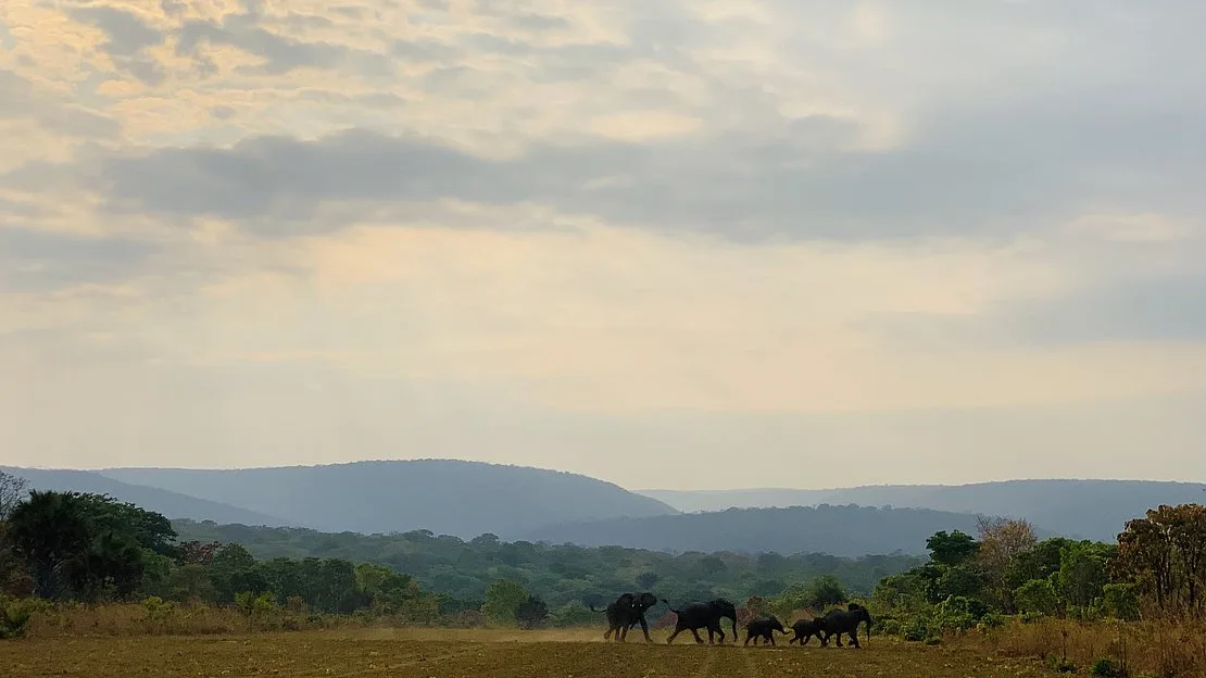 top_Lukwati_Elephants