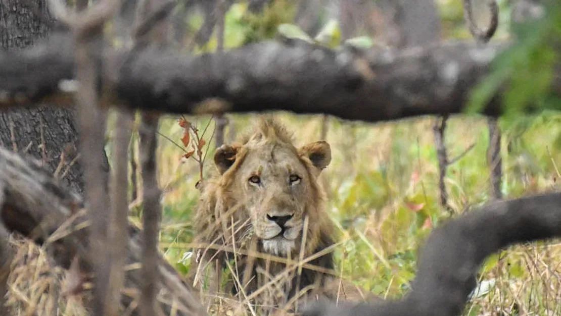 top_Lukwati_Lion