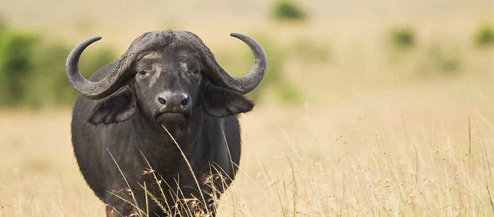 Mpunzi Safaris