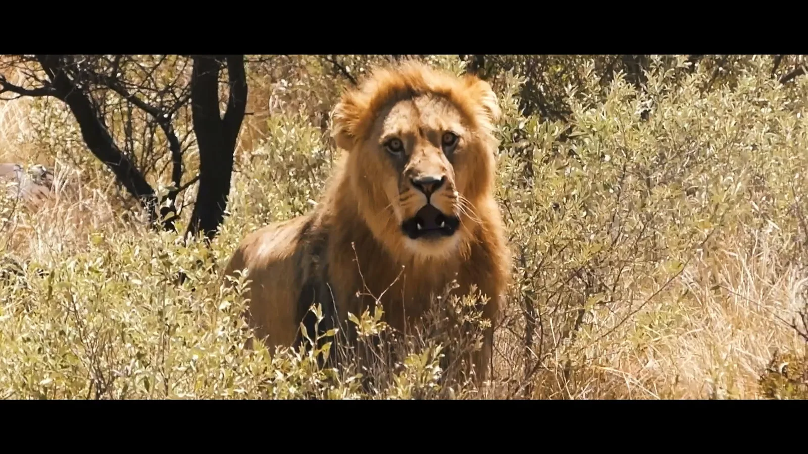 Ndumo Hunting Safaris