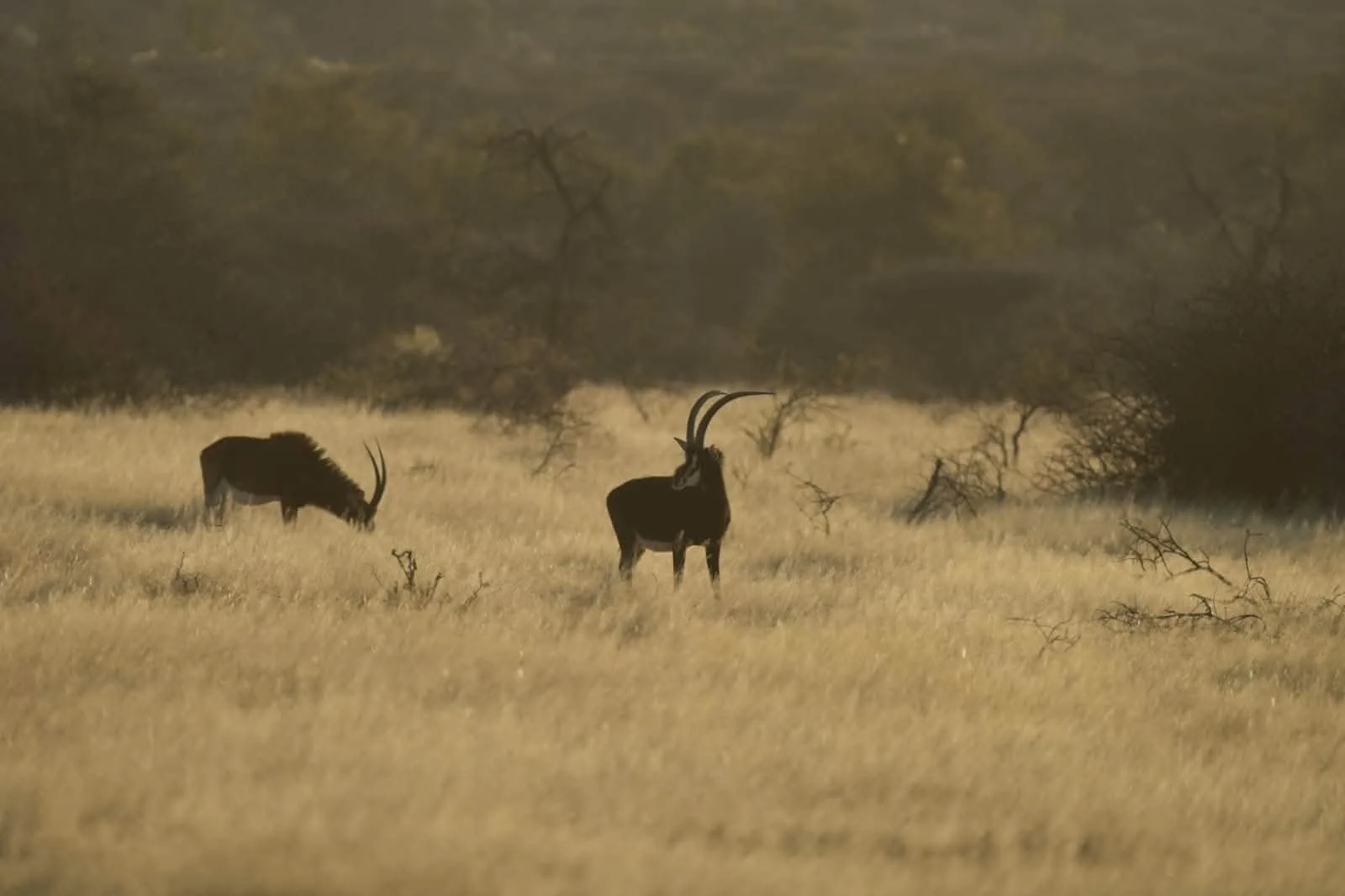 Okarumuti Game Lodge