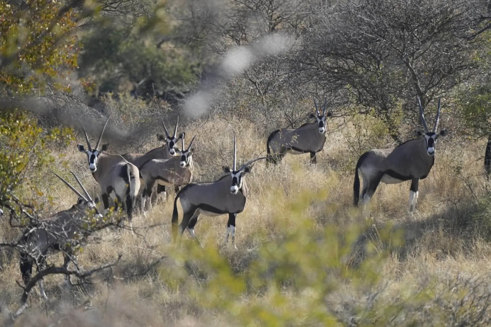 Okarumuti Game Lodge