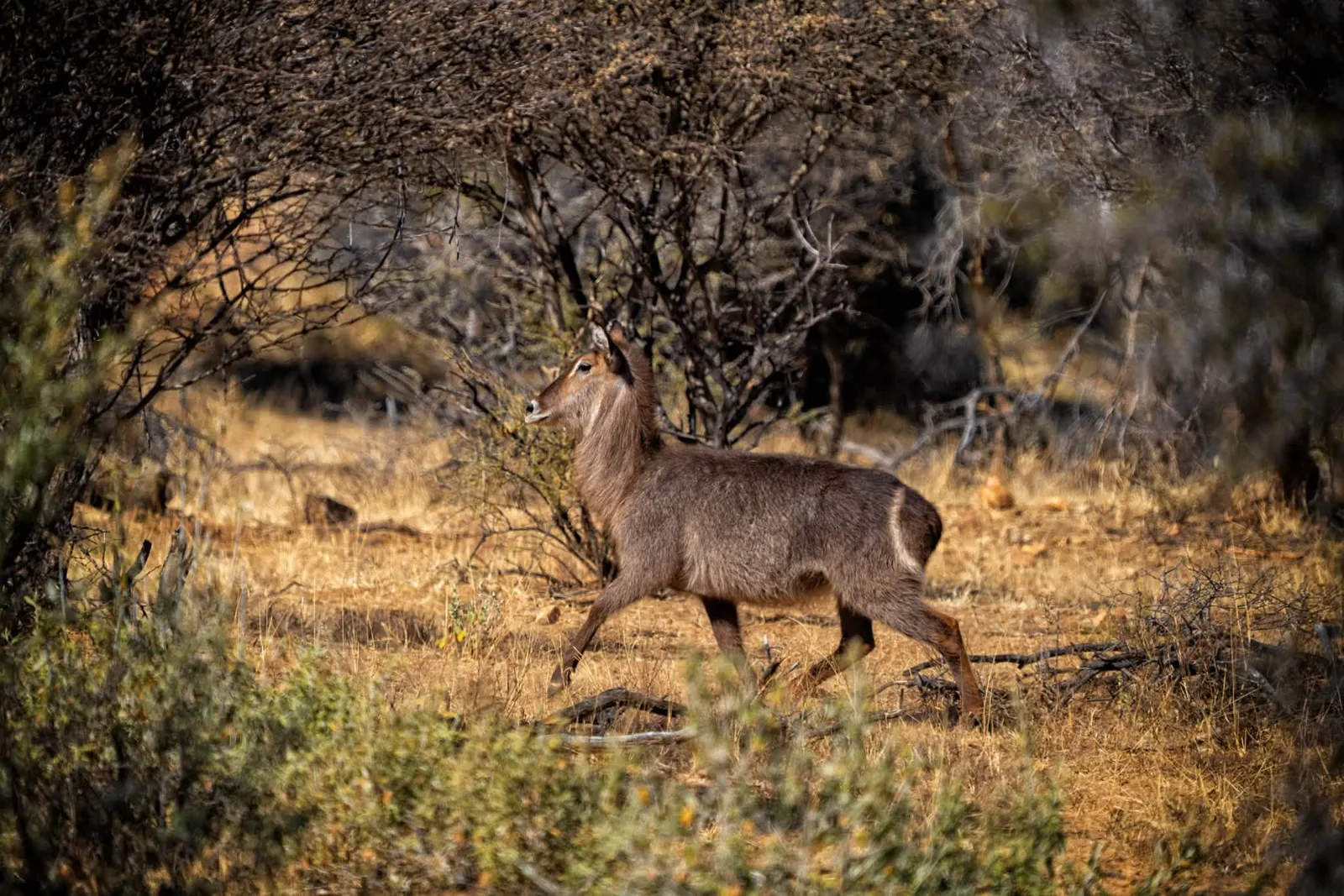 Okarumuti Game Lodge