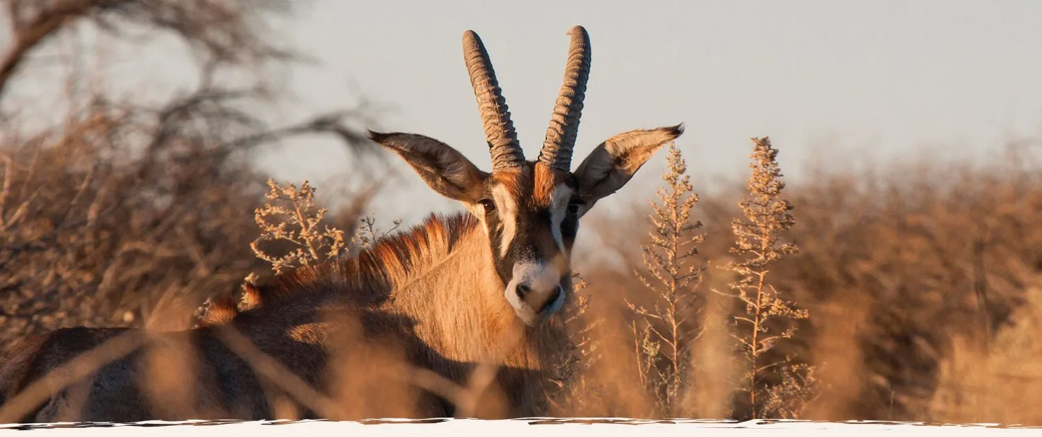 Jagdreisen und Safari Erlebnisse in Namibia