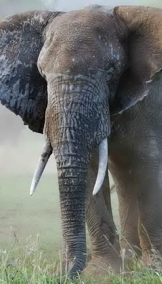 Nyika Discovery - lake Manyara, Tarangire, serengeti and Ngorongoro crater - 6 days mid range safari