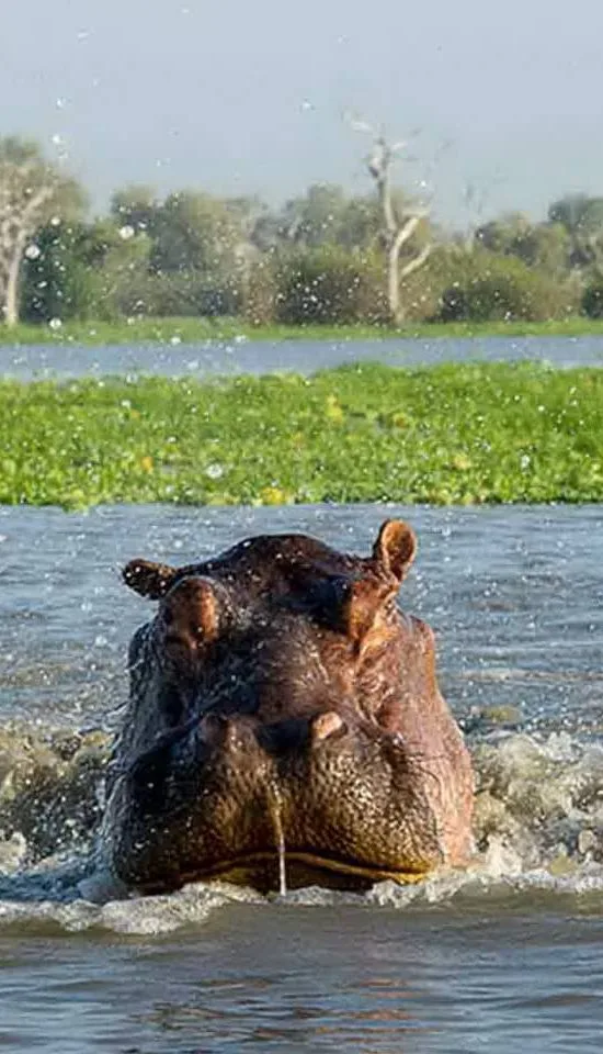 Nyika Discovery - Arusha national park, lake Manyara, lake Natron, Serengeti, Ngorongoro and Tarangire 9 days