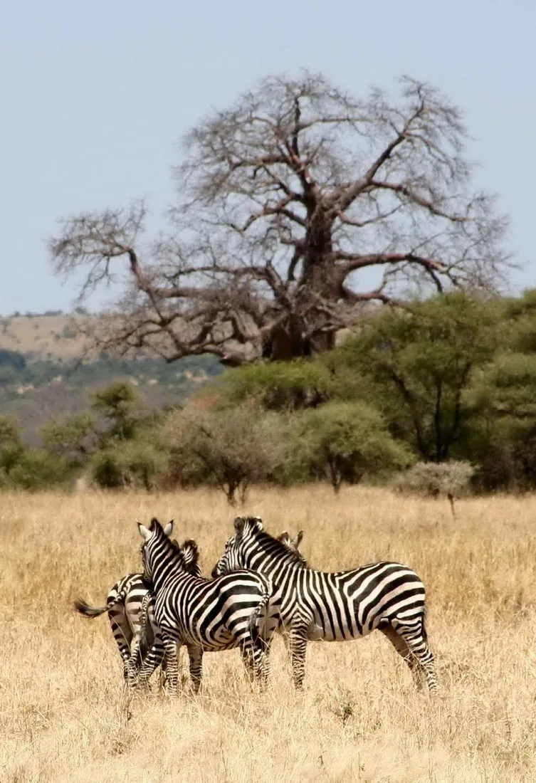 Nyika Discovery - Destinations - Tarangire national park 8
