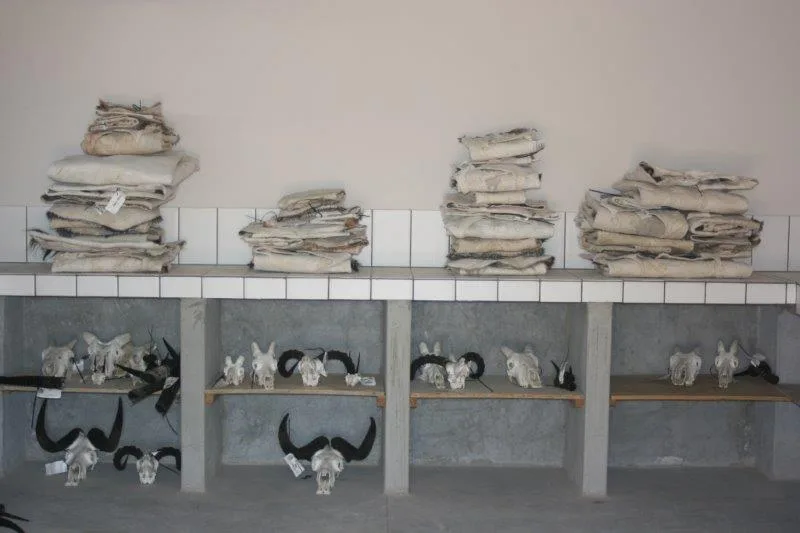 Taxidermy &amp; Trophy Shipment @ Omatako