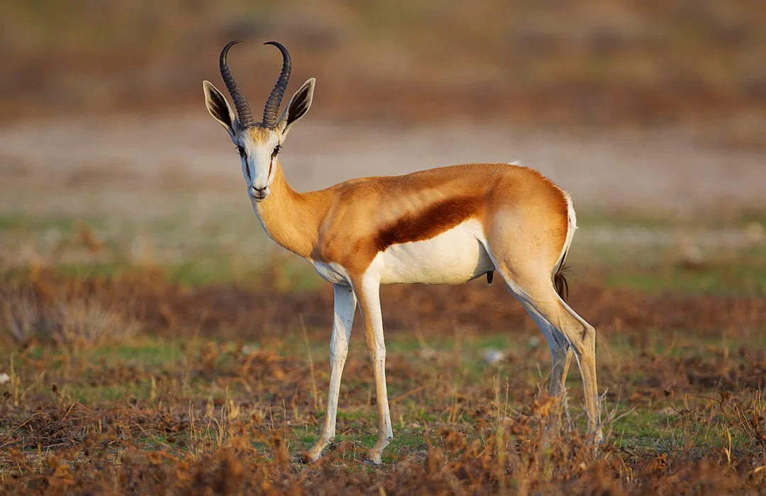 Omatjete Safaris