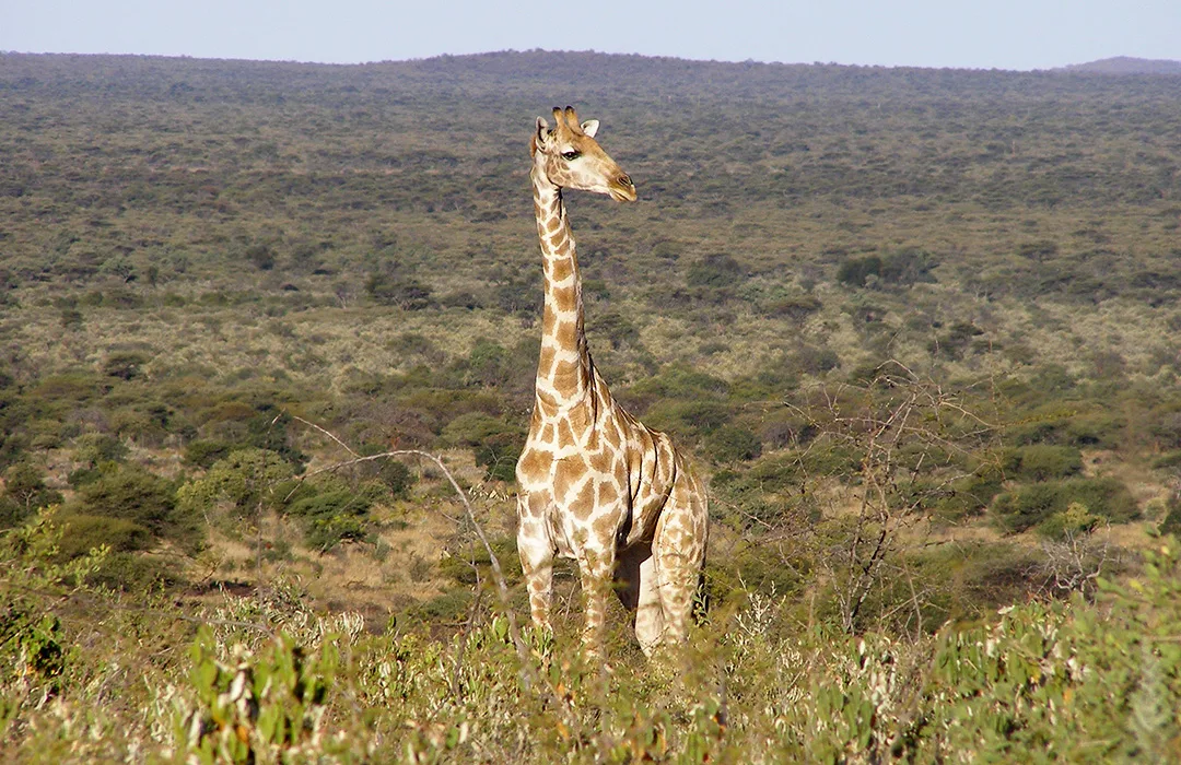 Omatjete Safaris