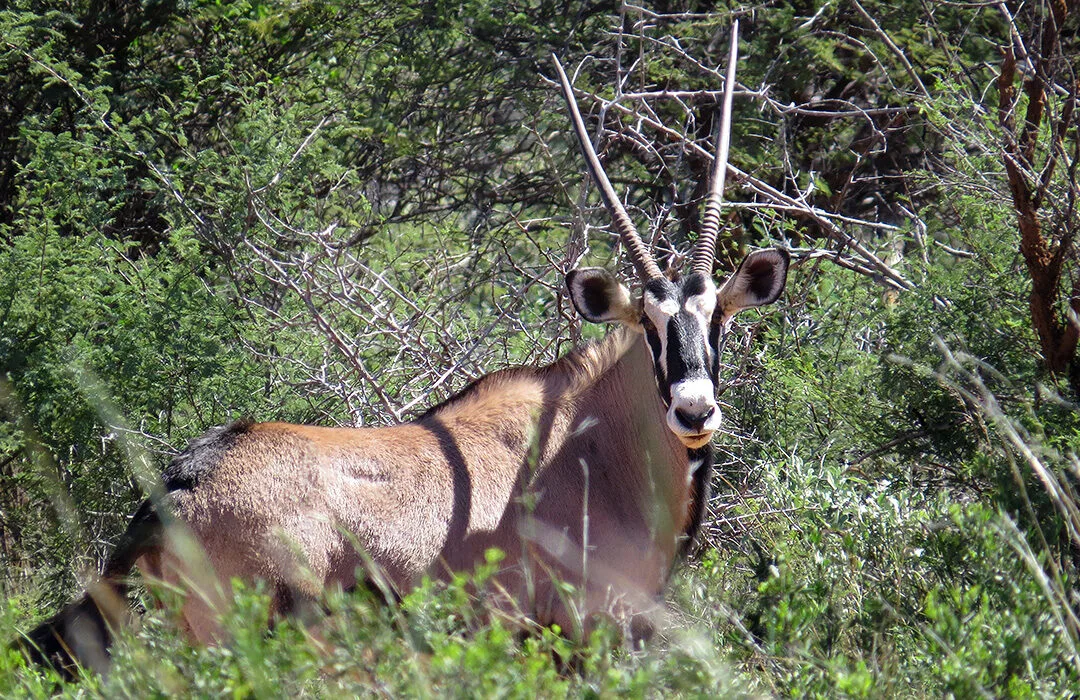 Omatjete Safaris