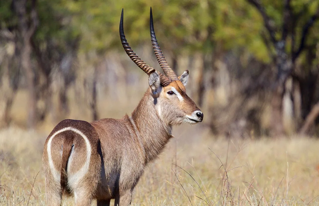 Omatjete Safaris