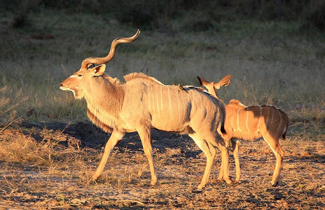 Omatjete Safaris