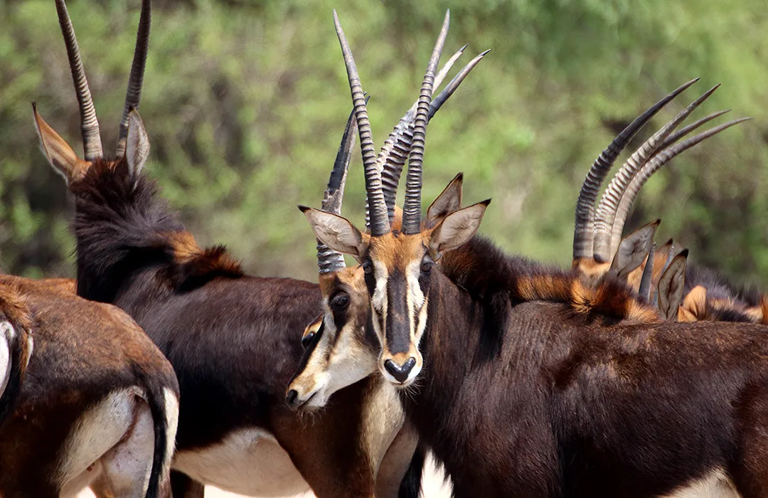 Omatjete Safaris