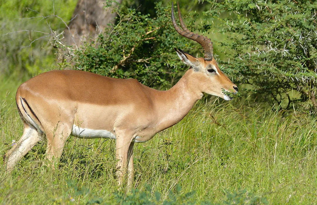Omatjete Safaris