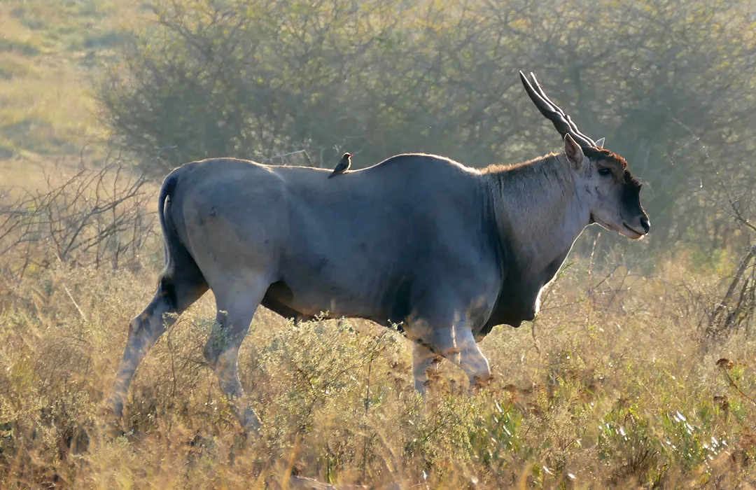 Omatjete Safaris