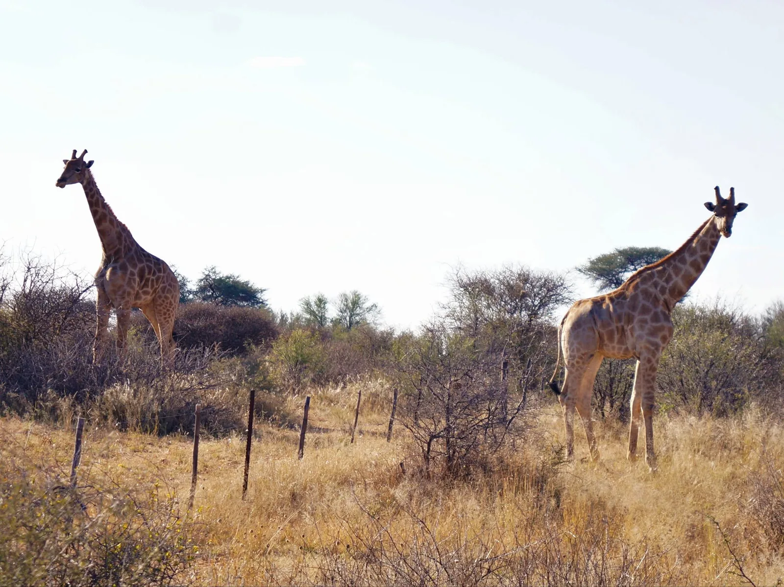 Ombakata Jagd & Safaris