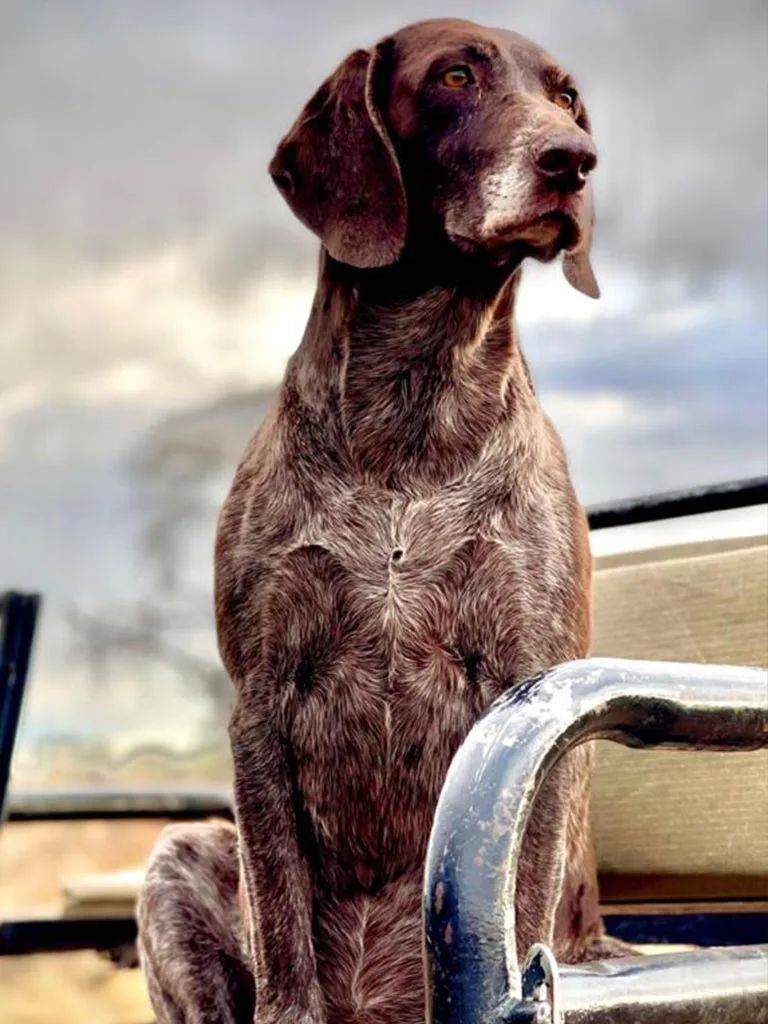 Omupanda Jagd Safari CC