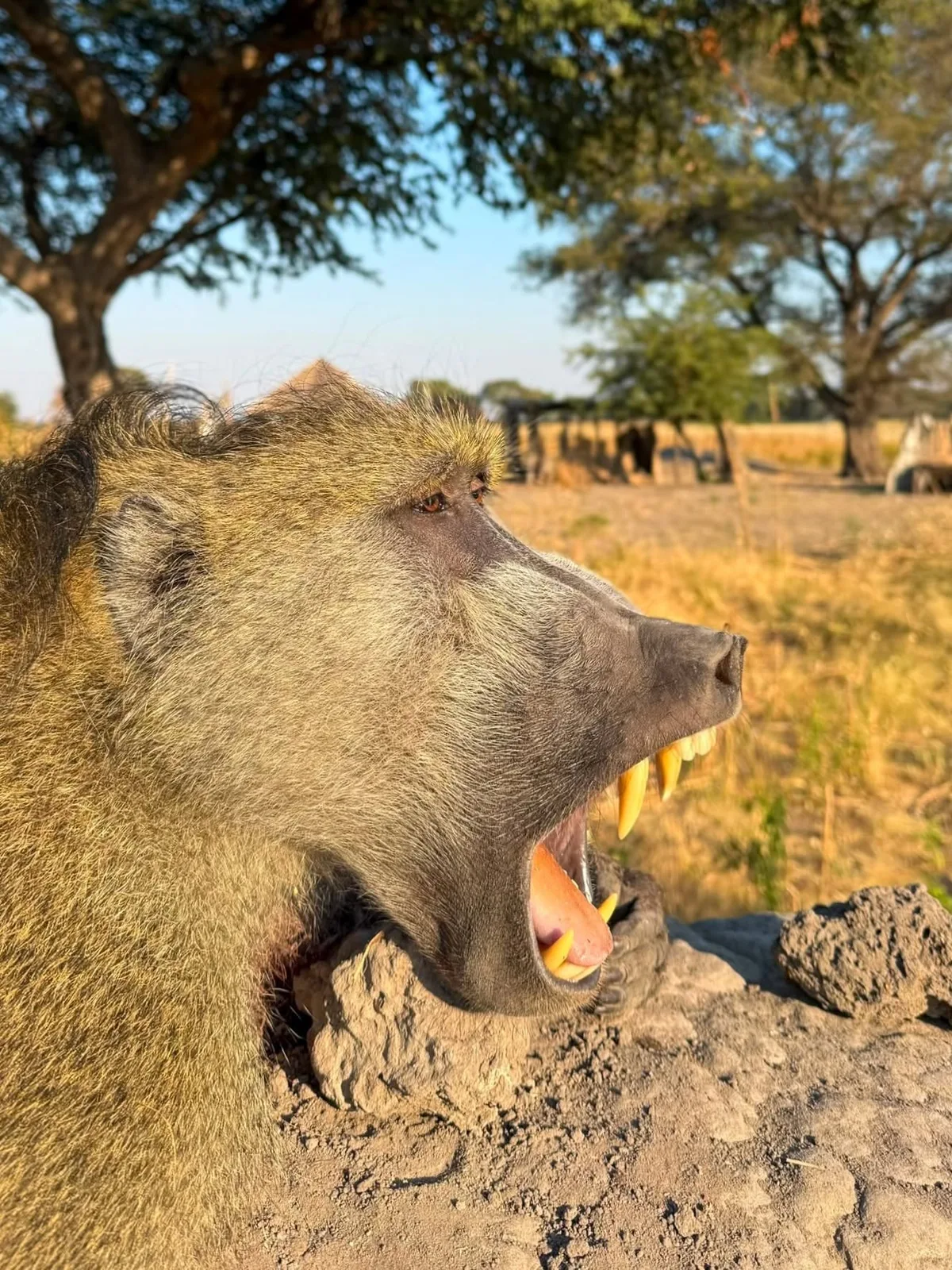 Ondjou Safaris