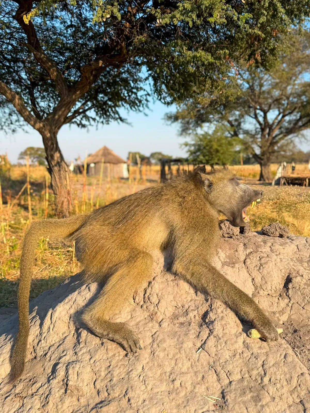 Ondjou Safaris