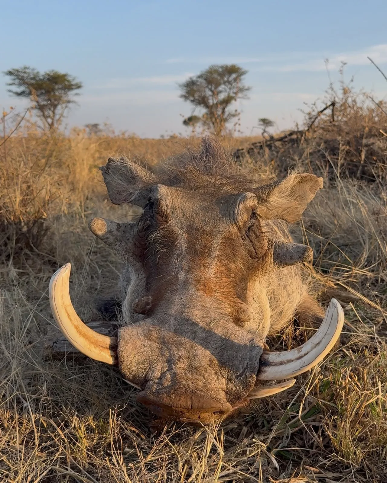 Ondjou Safaris