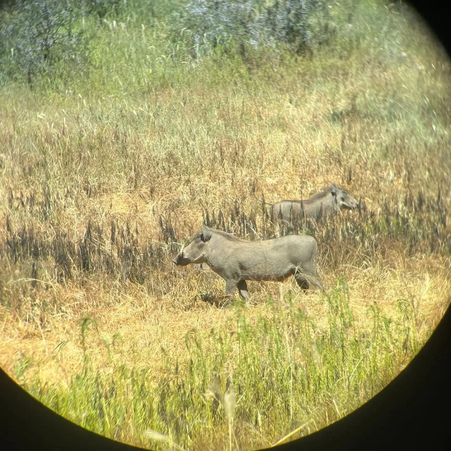 Onduno Hunting