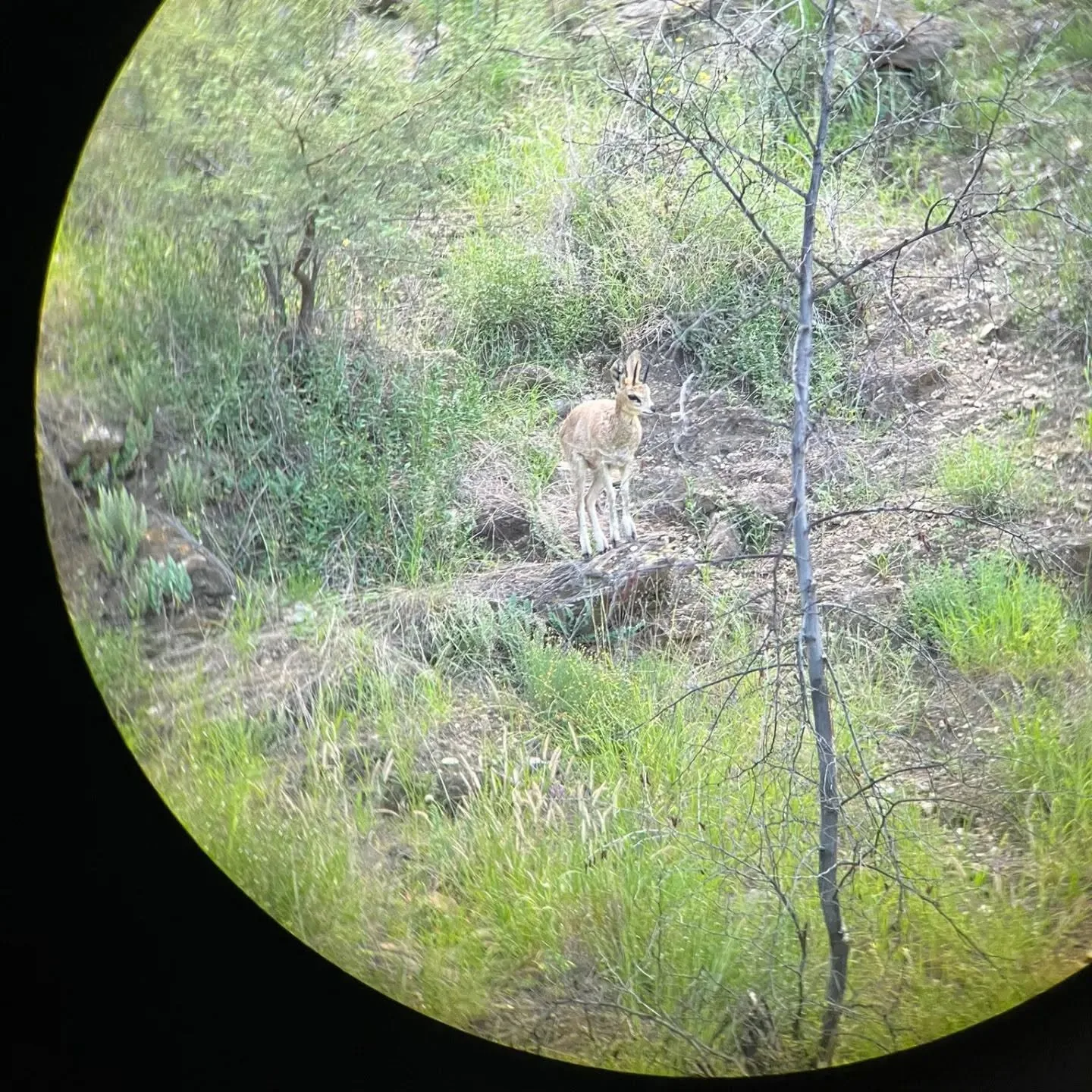 Onduno Hunting