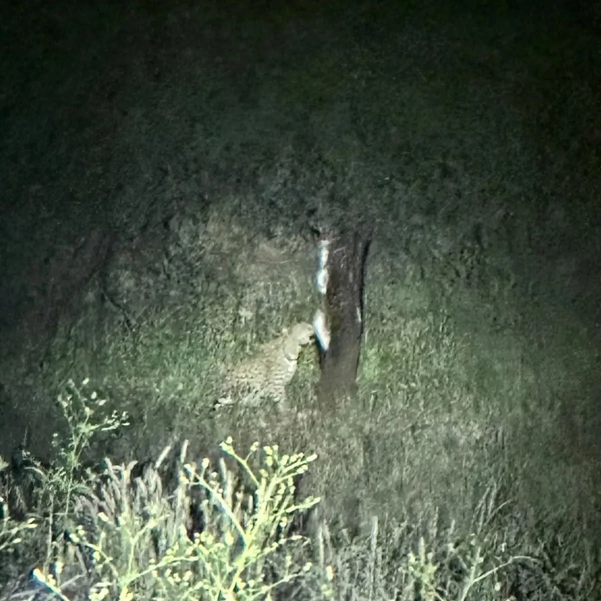 Onduno Hunting