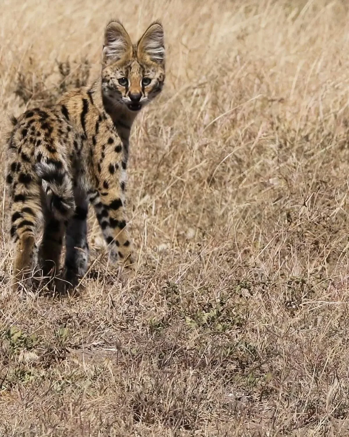 Orio Wildlife Safaris